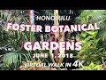 Foster Botanical Gardens 6/1/2018 [4K]