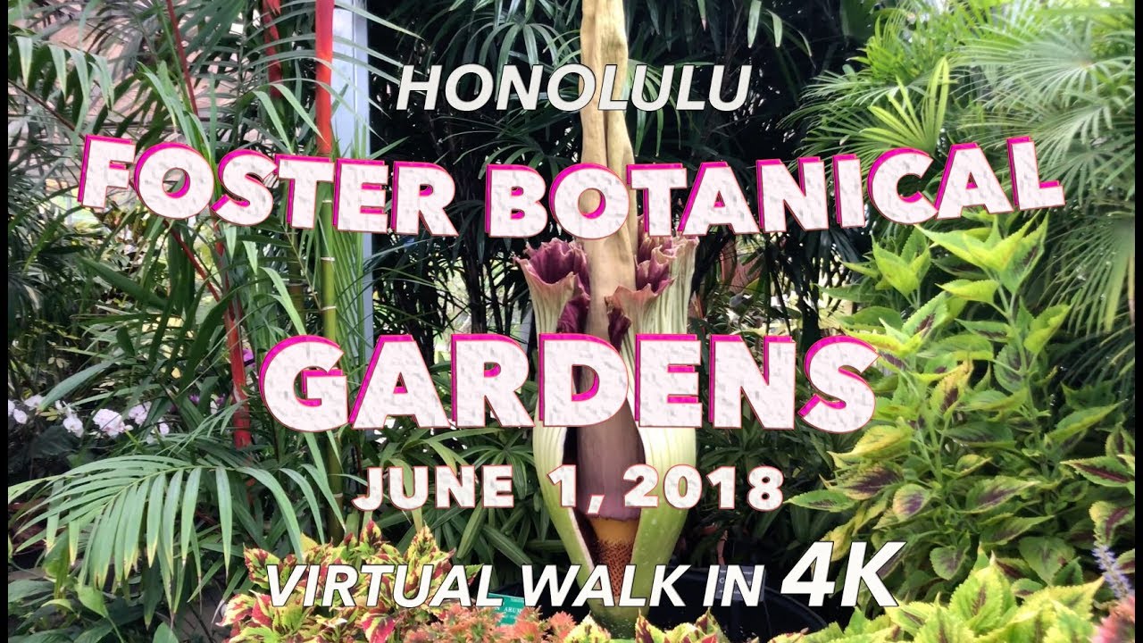 Foster Botanical Gardens 6 1 2018 4k Youtube