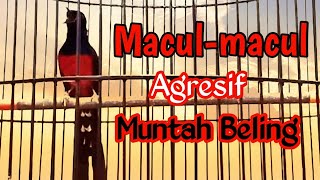Download Lagu MURAI LAIN NAIK EMOSI DENGAN PANCINGAN MURAI GACOR GAYA MACUL AGRESIF MUTAH FULL ISIAN NEMBAK MP3 Download Lagu MURAI LAIN NAIK EMOSI DENGAN PANCINGAN MURAI GACOR GAYA MACUL AGRESIF MUTAH FULL ISIAN NEMBAK MP3
