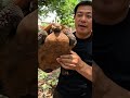 カメの村!絶滅危惧種のリクガメを守ろう!≫ 加藤英明【公式】かとチャン