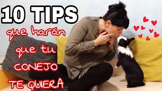 Cómo Hacer Que Mi Conejo Me Quiera?