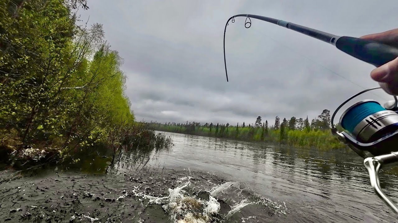 КОЛЕНКИ ЗАТРЯСЛИСЬ КОГДА ЭТО ЧУДОВИЩЕ СЕЛО НА КРЮЧОК. КОЛЬСКИЙ. ВАРЗУГА