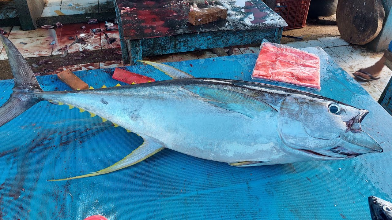 Live July 5, 2023 ‼️ Cutting Big and Fresh Yellowfin Tuna with Uncle