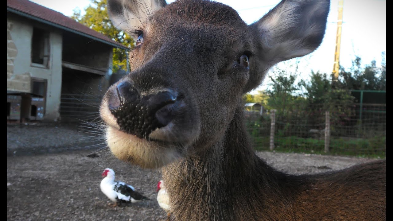 Sauvetage d'une biche aveugle