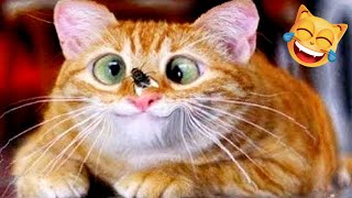 😂 Funny Cats 🐱 Video Compilation 😆 | Try Not To Laugh | TikTok and Insta Memes with Cats