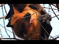 Fruit bat flying fox cleaning itself