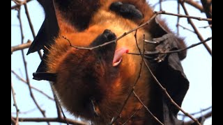 Fruit Bat Flying Fox Cleaning itself