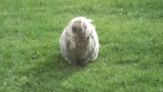 Gandalf reporting live from the garden Net Worth