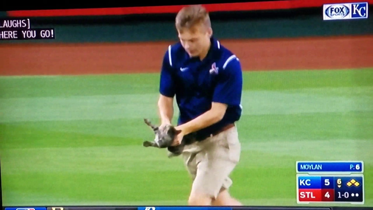 Cat attack during MLB Game turns into Grand Slam - YouTube