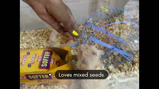 Syrian Hamster care #pets #hamsters #howtocarehamster