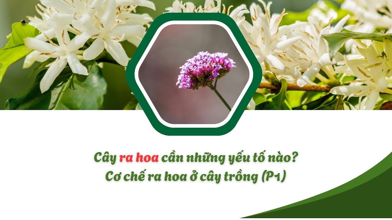 LÀM THẾ NÀO ĐỂ CÂY RA HOA? CƠ CHẾ RA HOA Ở CÂY TRỒNG (P1)