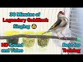 Legendary Goldfinch Singing - HD sound - Best for training - صوت الحسون الاصلي