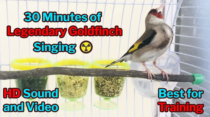 Legendary Goldfinch Singing - HD sound - Best for ...