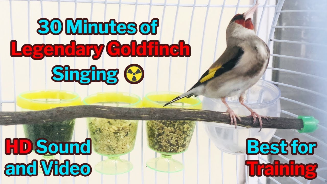 Legendary Goldfinch Singing - HD sound - Best for training - صوت الحسون الاصلي Legendary Goldfinch Singing - HD sound - Best for training - صوت الحسون الاصلي