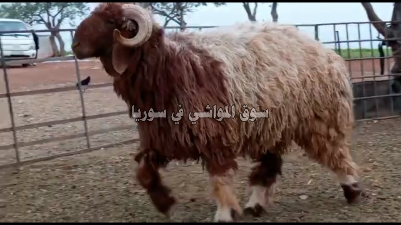حلال الجملان | خروفين فحول | مراح المربي أبو مصعب حسان الجاعد | غنم ...