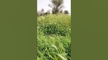 #قران #القران_الكريم #آيات_بينات #ماهر_المعيقلي #تلاوات #اكسبلور #قران_كريم #المصحف_المرتل #تيك_توك