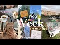 a week in my life ✨ // новая жизнь🇺🇦, «продуктивные» дни, переезд в Луцк 🏰*vlog