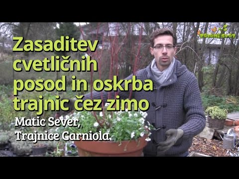 Video: Kako skrbeti za lončene tulipane čez zimo