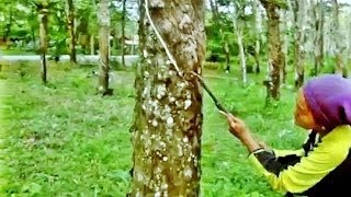 Rubber plantation in Langkawi