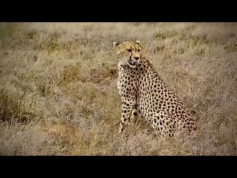 Cheeta क्या है खास चीता मे Amazing fact Lion, tiger, Cheeta #lion #tiger #cheetah