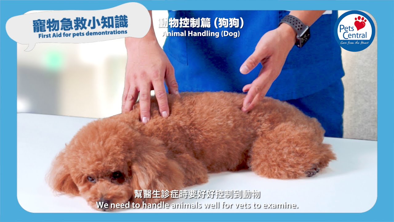寵物急救小知識 動物控制篇 (狗狗) (First Aid for pets demonstrations Animal Handling