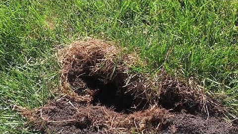 How To Stop Kill Moles, Voles, & Gophers From Destroying Your Lawn