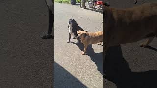 20mar26 Poison Ivy Copperhead Farm and Sawmill on Telegram #funnyfarm #doglife #funnydogs