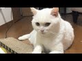 🔴Cat Live🇯🇵寝顔配信😴2026 #live #cat #scottishfold #猫 #قطة #кот #kucing #बिल्ली #gato #고양이