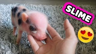 Adorable MINI PIG escoge mi slime Adorable MINI PIG escoge mi slime