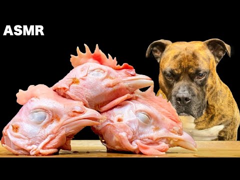 【大食い犬ASMR】生肉爆食いしたらアクシデントが発生しました MUKBANG Dog eats raw meat bones