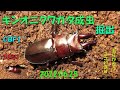 キンオニクワガタ成虫掘出2022 06 25