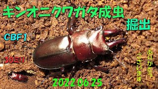 キンオニクワガタ成虫掘出2022 06 25