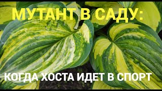 картинка: МУТАНТ В САДУ:  КОГДА ХОСТА ИДЕТ В СПОРТ