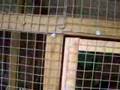 Superior Rabbit Hutch Design Superior Rabbit Hutch Design