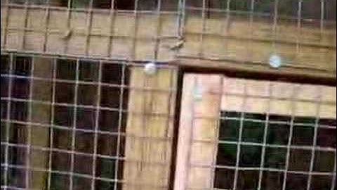 Superior Rabbit Hutch Design