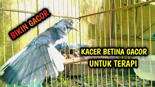 Kacer Betina Gacor Untuk Terapi Kacer Jantan Agar Gacor   Pancingan Kacer Gacor Pasti Nyaut Ampuh