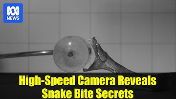 High-Speed Camera Reveals Snake Bite Secrets | Venomous Snakes Attack in Slow Motion