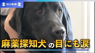 麻薬探知犬の目にも涙　健康診断で予防接種　千葉・成田