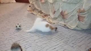 Матрешка-совершенно обычный котенок. Матрешка-совершенно обычный котенок.