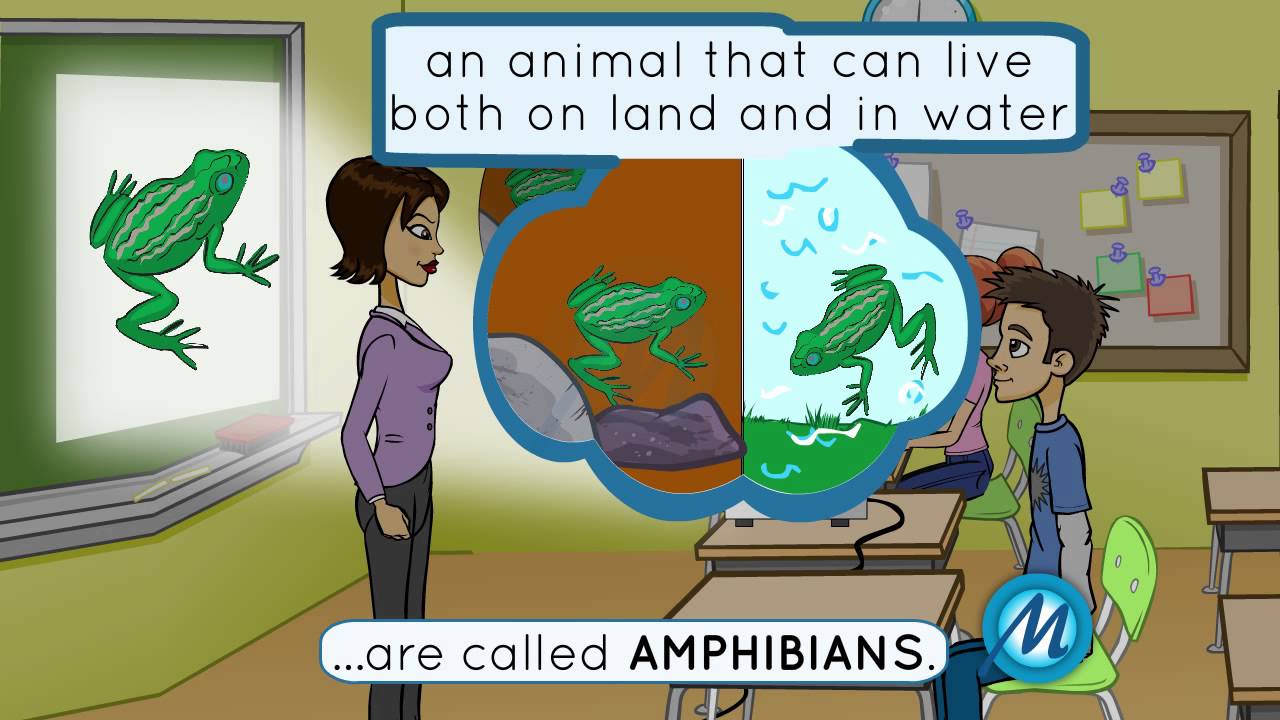 Amphibian YouTube
