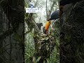 Toucan Parents: The Ultimate Caregivers in the Jungle 🐣 #toucan #bird #wildlife