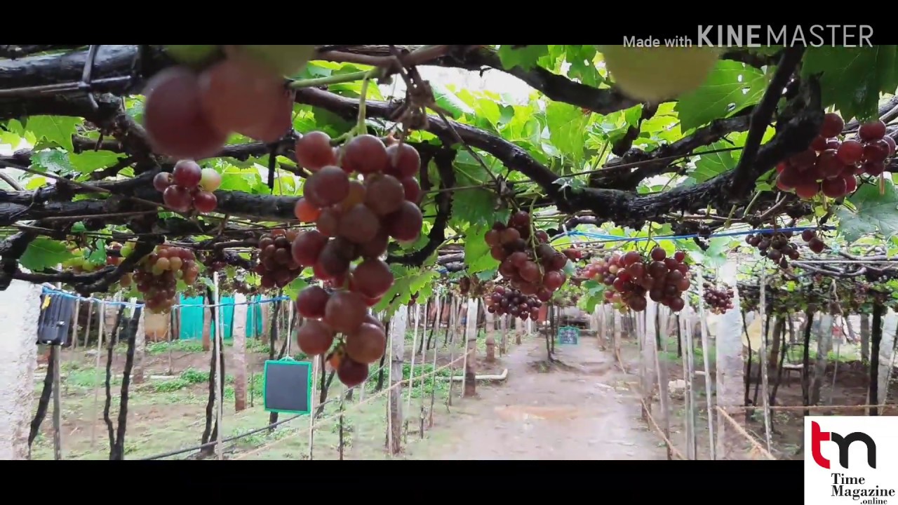 Grapes farms ,Thekkady grape farm , tamilnadu grape farm, grapes ,fresh