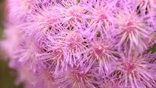 Beautiful Orchestral Music
20+ minutes of beautiful music and gorgeous photos. Enjoy ^_^
0:00 - Survivor
5:12 - Thaxted (Gustav Holst, arranged by KR Ludlow)
10:38 - Tranquillity
13:38 - Remembrance
15:23 - A Distant Memory
18:54 - Drifting (Nicholas Barltrop, arranged by KR Ludlow)
Most of these pieces are available for download at: https://krludlow.bandcamp.com/album/tranquility Beautiful Orchestral Music