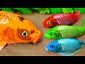 Stop Motion ASMR | colorful koi fish Driving a truck to get food ,Catfish driving an excavator