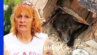 Frightened Dogs Saved From Getting Crushed by Logs | Pit Bulls & Parolees