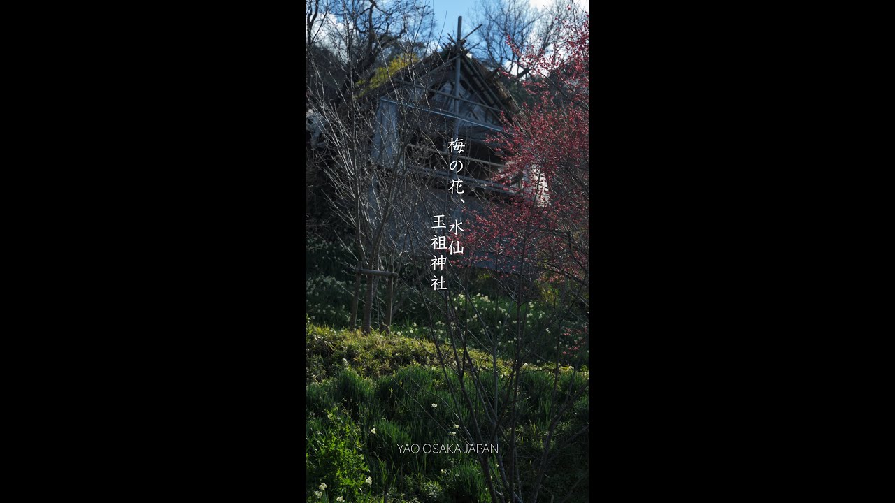 NIKKOR Z 24-105mm f/4-7.1で撮る！春の訪れ、玉祖神社の梅と水仙