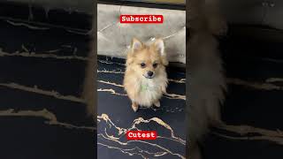 My cute dog wear new clothes music dog doglover pugobsession