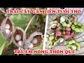 Trẻ Em Hiện Nay Không Biết 10 Loại Trái Cây Gắn Liền Tuổi Thơ Trẻ em Nông Thôn Việt Nam Ngày Xưa