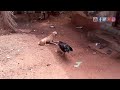 rooster vs dog Mp3 Song