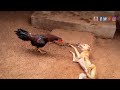 Dog vs Rooster